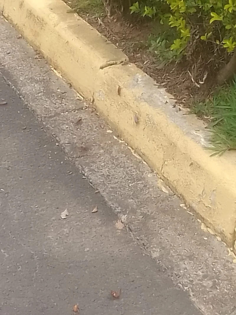 DEDETIZAÇÕES GERAIS