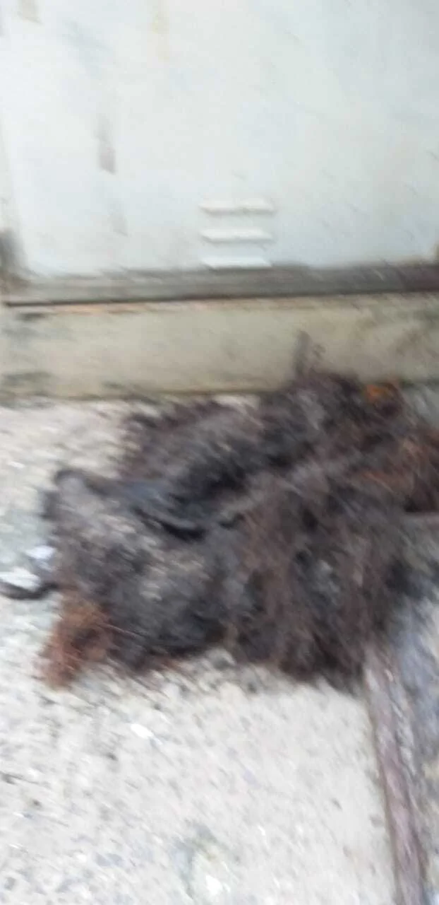 CXS - GORDURA E ESGOTO