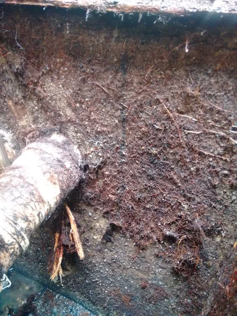 CXS - GORDURA E ESGOTO