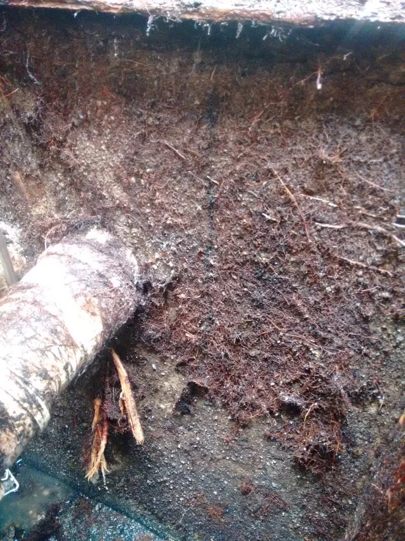 LIMPEZA CXS - II. ETAPA