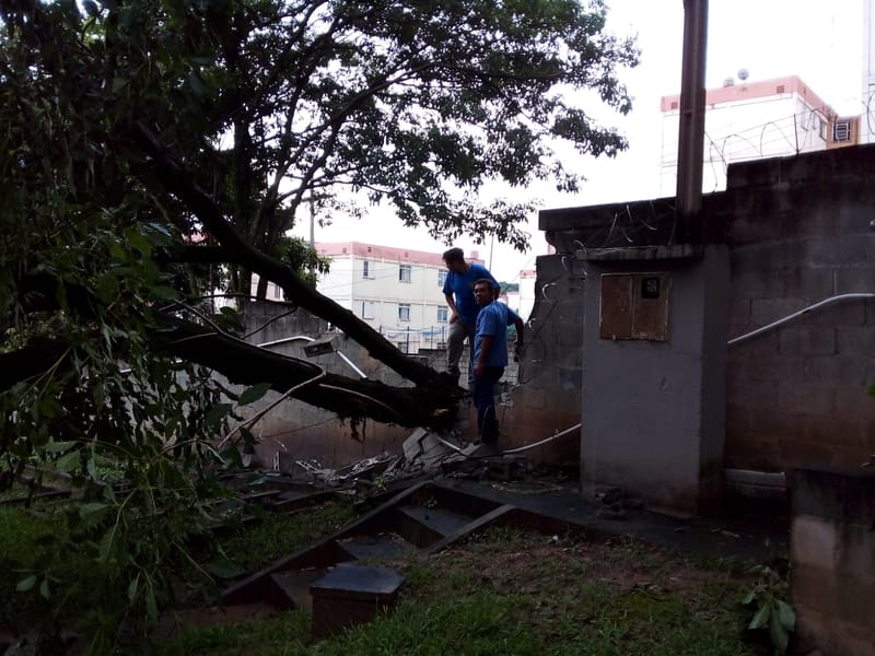 JDIM - ÁRVORES COMGÁS