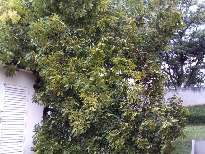 JDIM - ÁRVORES COMGÁS