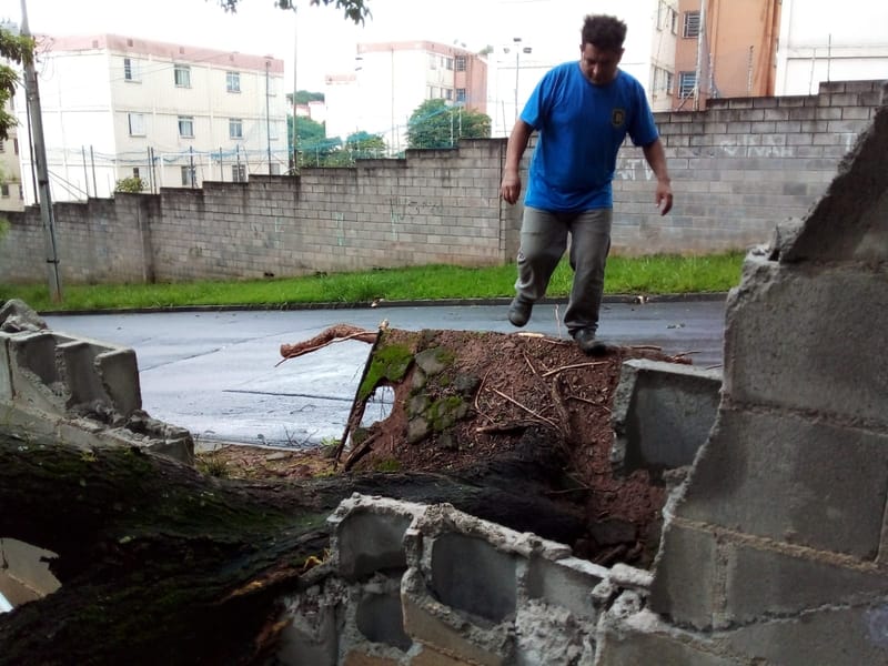 JDIM - ÁRVORES COMGÁS