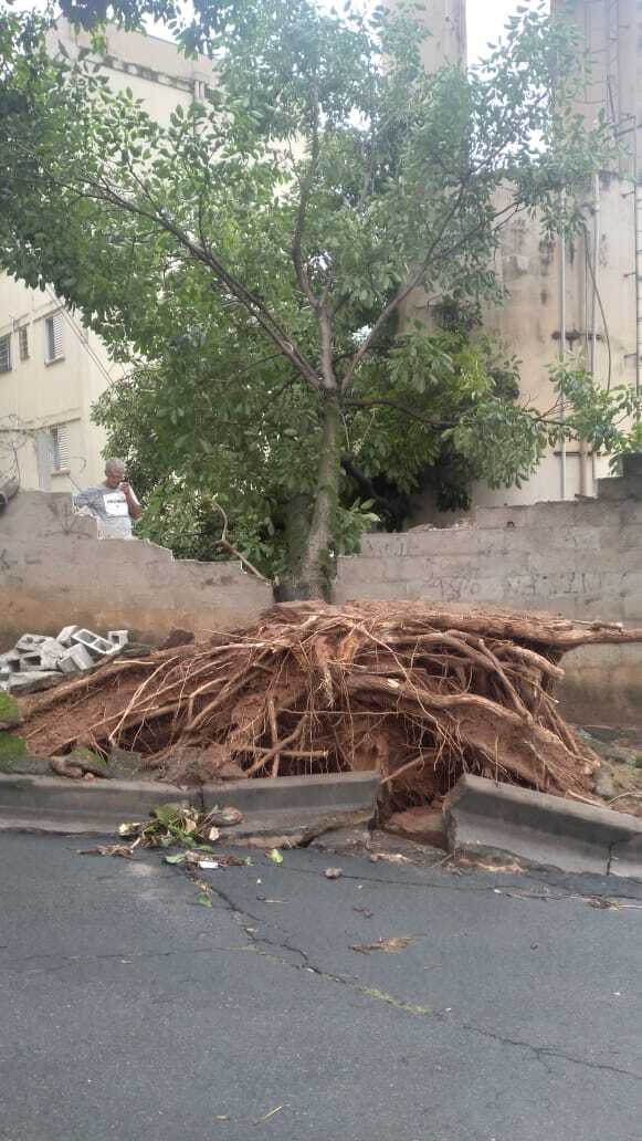 JDIM - ÁRVORES COMGÁS