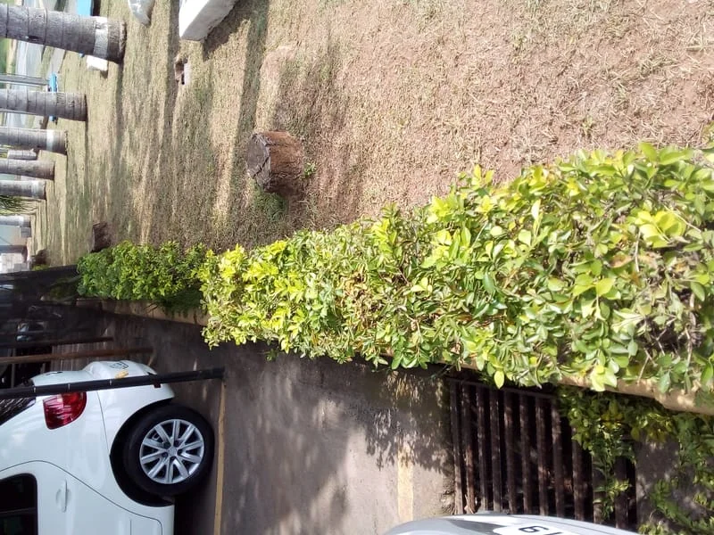 JDIM - ÁRVORES / GRAMA