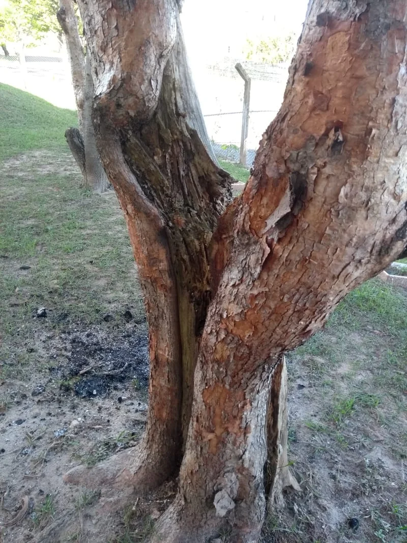 JDIM - ÁRVORES / GRAMA