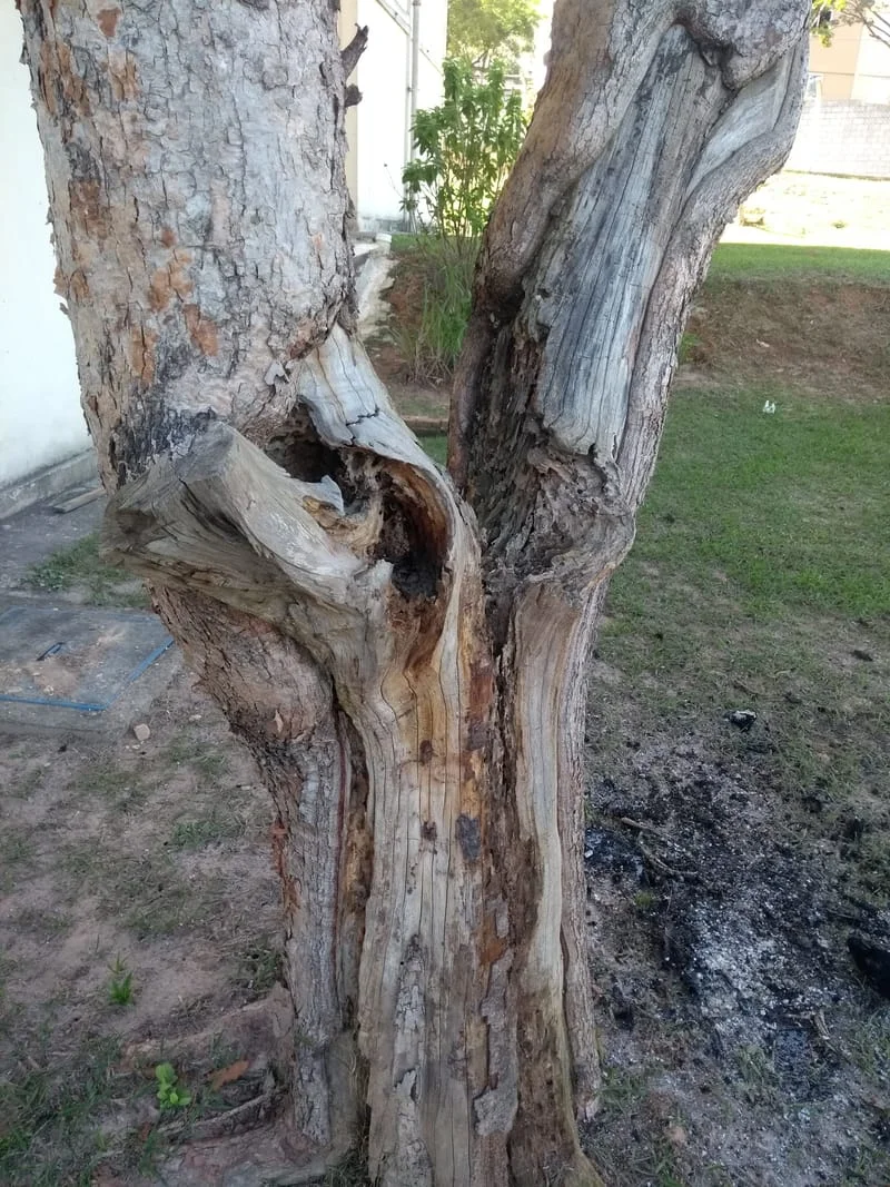 JDIM - ÁRVORES / GRAMA