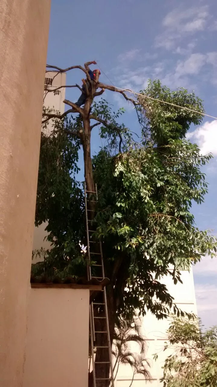 JDIM - ÁRVORES / GRAMA