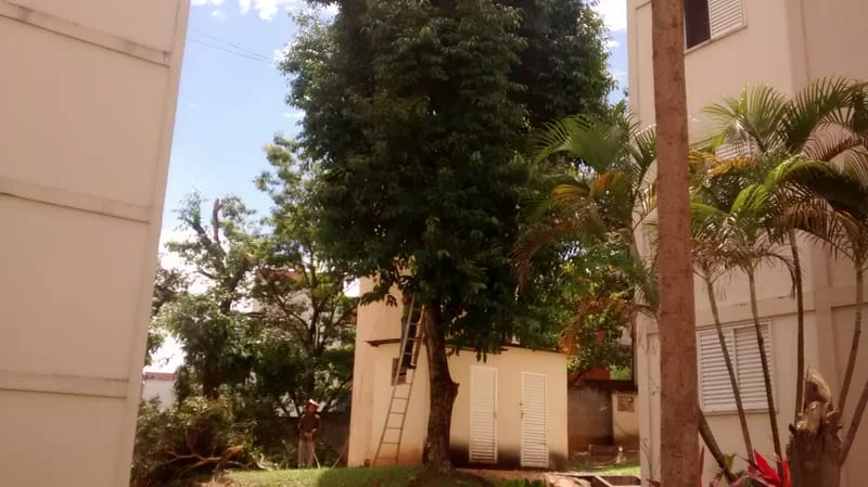 JDIM - ÁRVORES / GRAMA