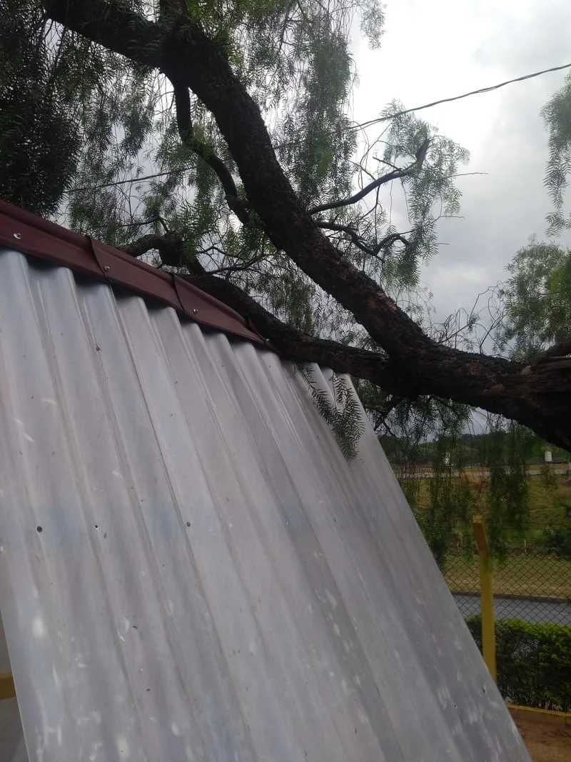 JDIM - ÁRVORES / GRAMA