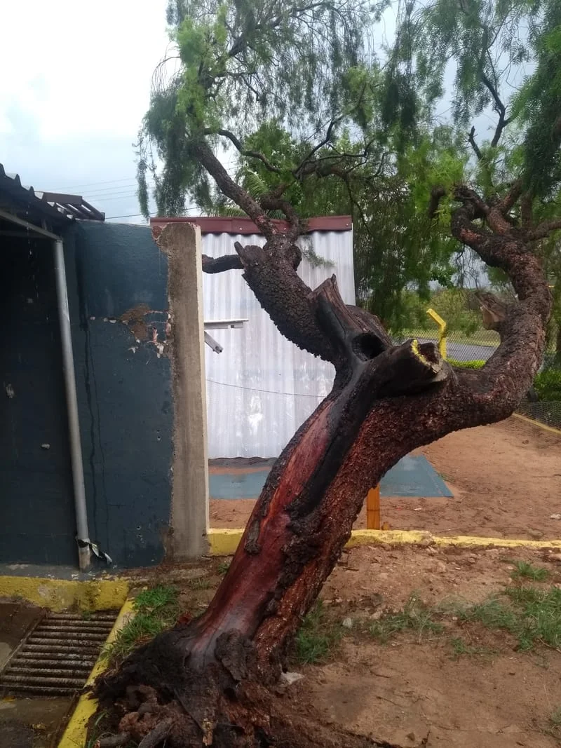 JDIM - ÁRVORES / GRAMA