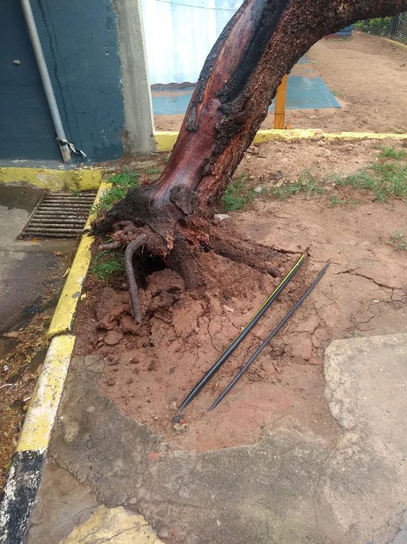 JDIM - ÁRVORES / GRAMA