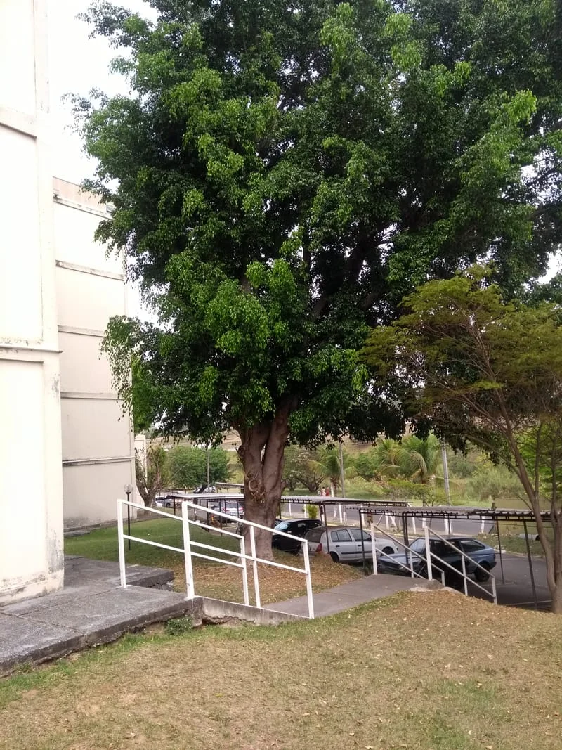 JDIM - ÁRVORES / GRAMA