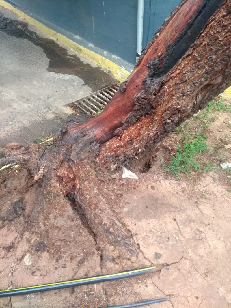 JDIM - ÁRVORES / GRAMA