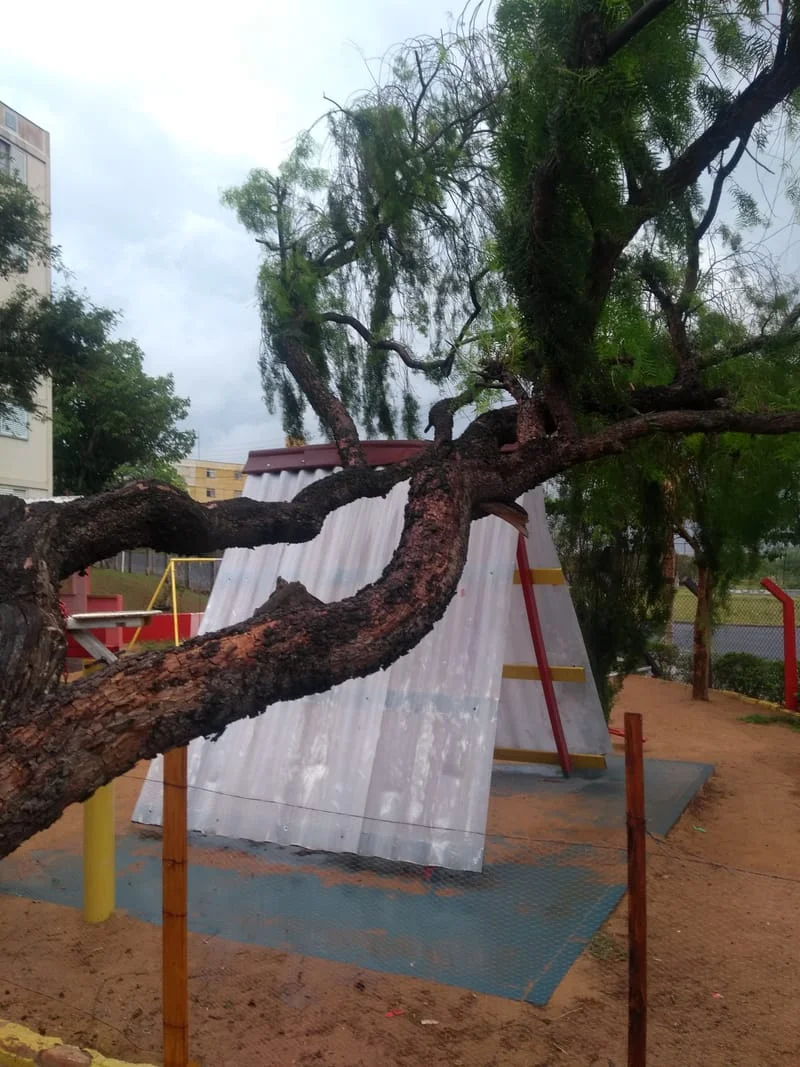 JDIM - ÁRVORES / GRAMA