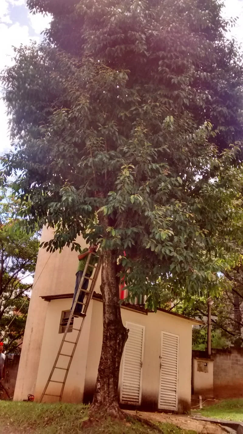 JDIM - ÁRVORES / GRAMA