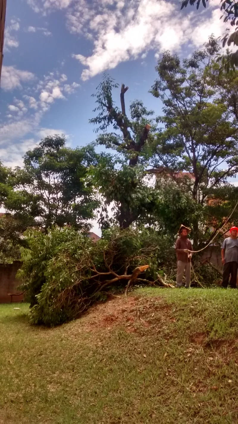 JDIM - ÁRVORES / GRAMA