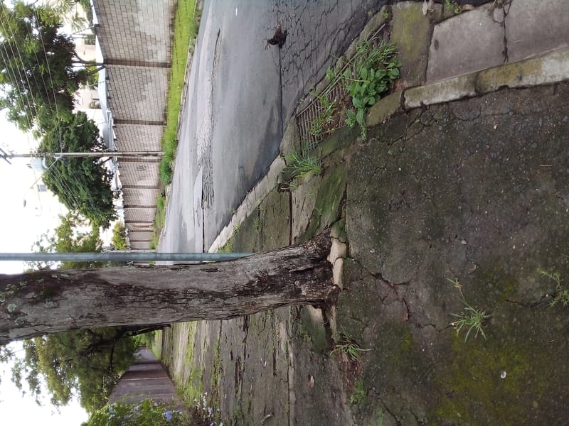 JDRDIM - ÁRVORES, RAÍZES