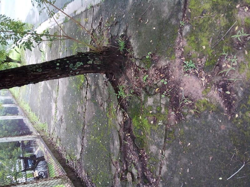 JDRDIM - ÁRVORES, RAÍZES