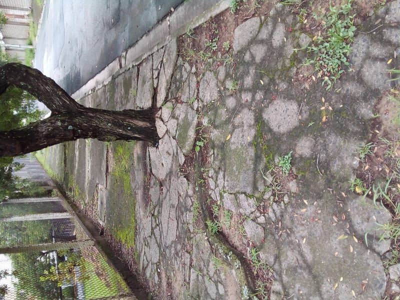 JDRDIM - ÁRVORES, RAÍZES