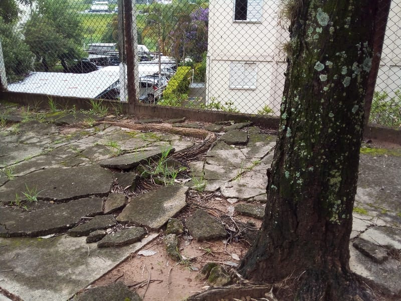 JDRDIM - ÁRVORES, RAÍZES