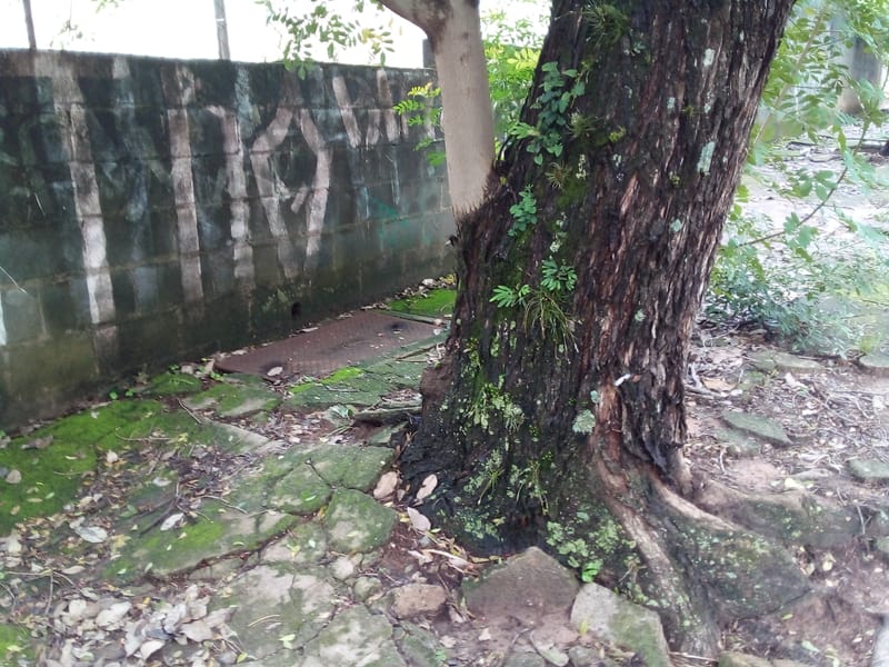 JDRDIM - ÁRVORES, RAÍZES