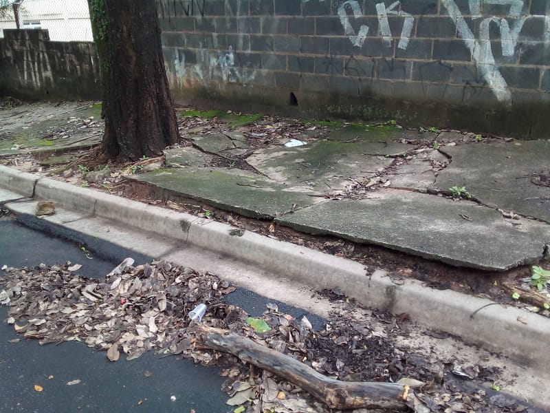 JDRDIM - ÁRVORES, RAÍZES