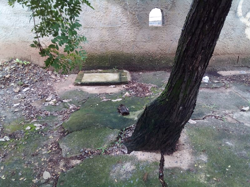 JDRDIM - ÁRVORES, RAÍZES