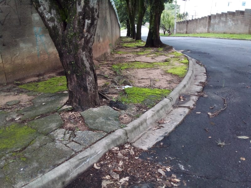 JDRDIM - ÁRVORES, RAÍZES