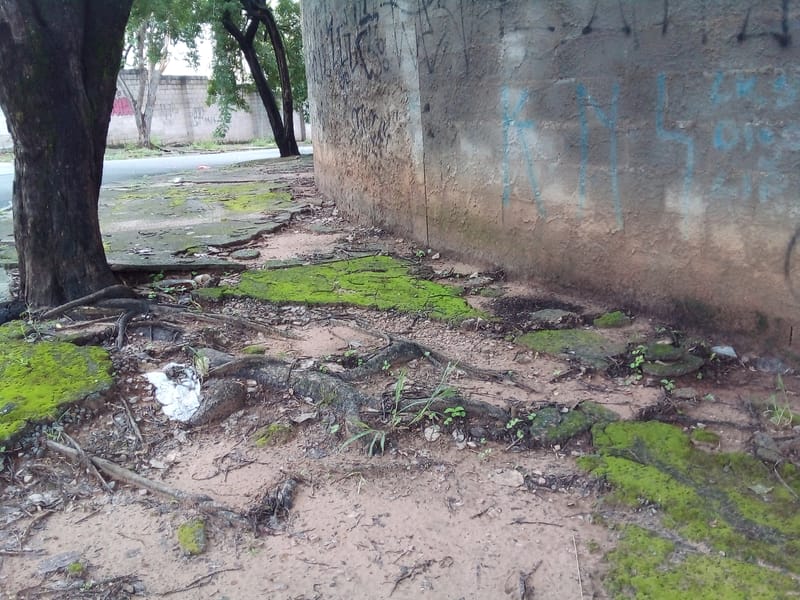 JDRDIM - ÁRVORES, RAÍZES