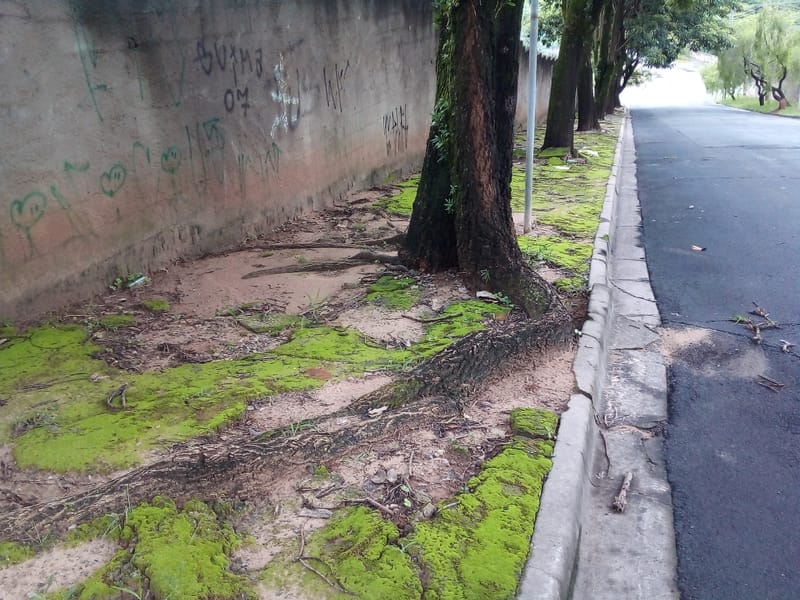 JDRDIM - ÁRVORES, RAÍZES