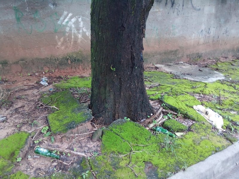 JDRDIM - ÁRVORES, RAÍZES