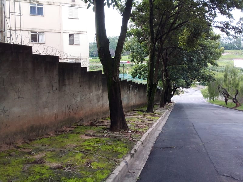 JDRDIM - ÁRVORES, RAÍZES