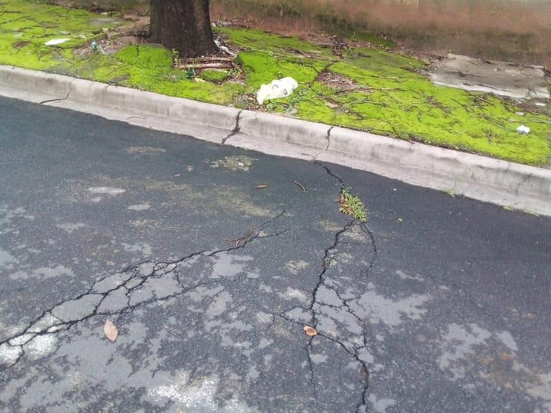 JDRDIM - ÁRVORES, RAÍZES