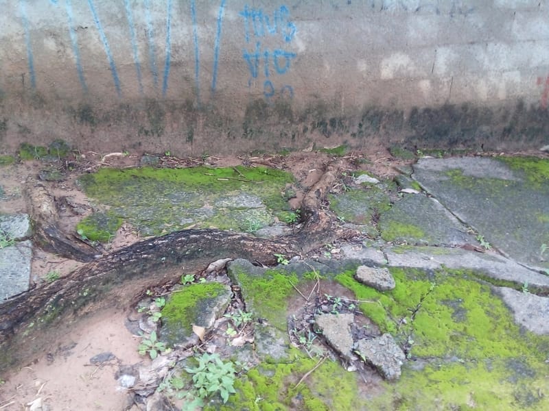 JDRDIM - ÁRVORES, RAÍZES