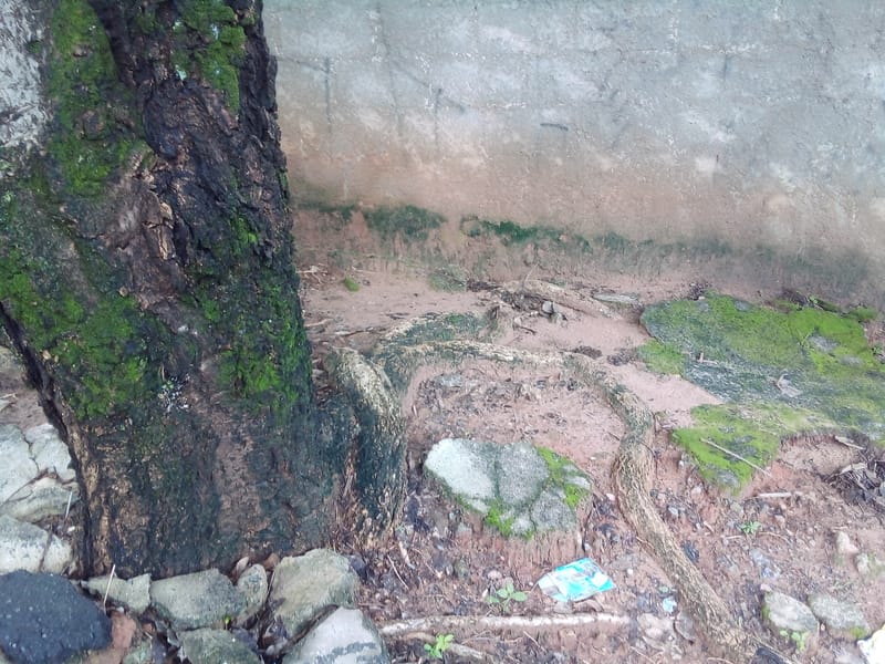 JDRDIM - ÁRVORES, RAÍZES