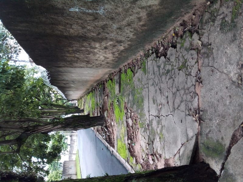 JDRDIM - ÁRVORES, RAÍZES