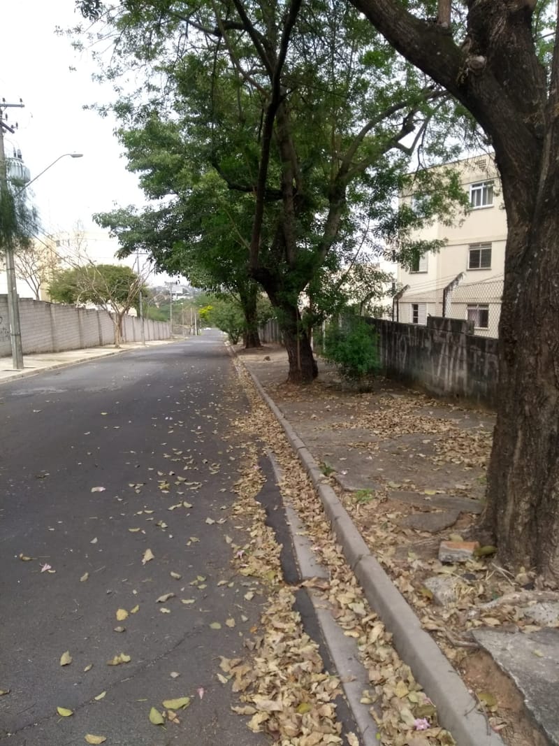 JDRDIM - ÁRVORES, RAÍZES