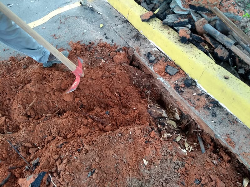 JDRDIM - ÁRVORES, RAÍZES