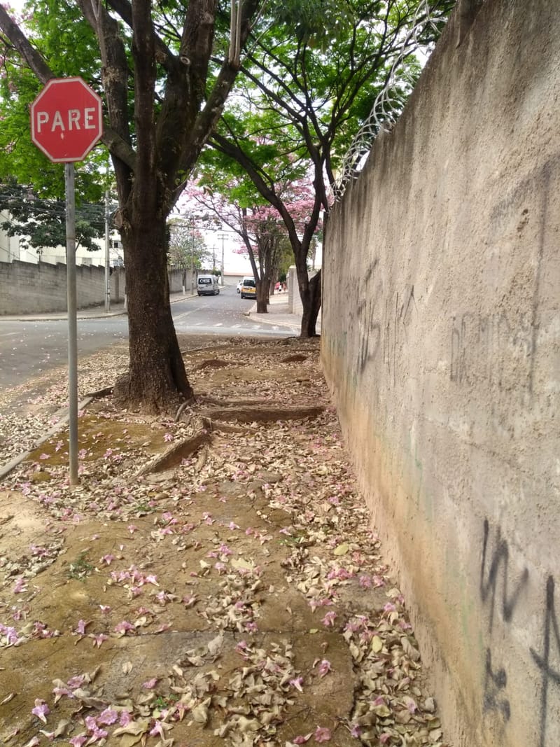 JDRDIM - ÁRVORES, RAÍZES