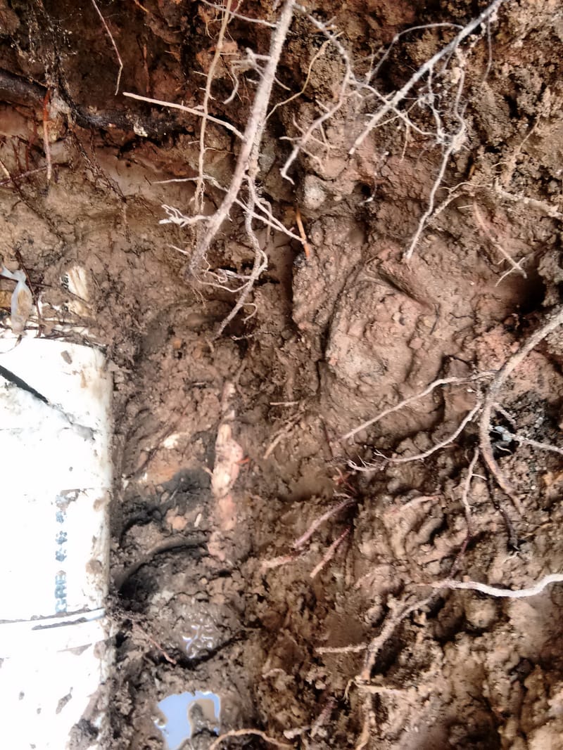 JDRDIM - ÁRVORES, RAÍZES