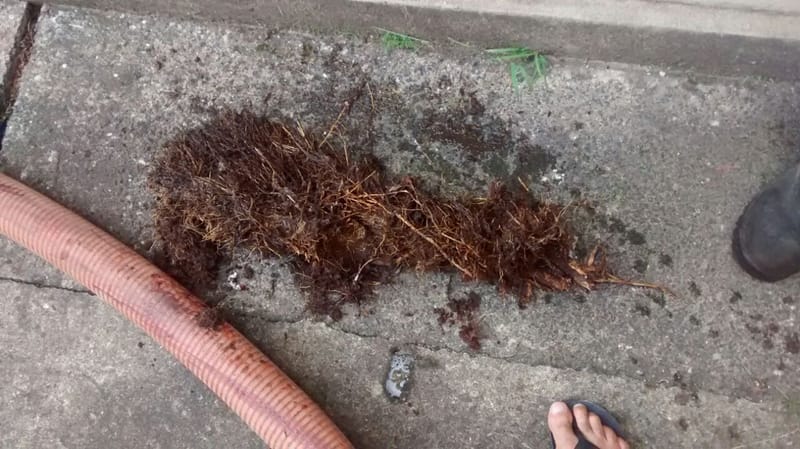 JDRDIM - ÁRVORES, RAÍZES