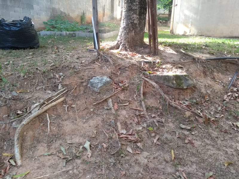 JDRDIM - ÁRVORES, RAÍZES