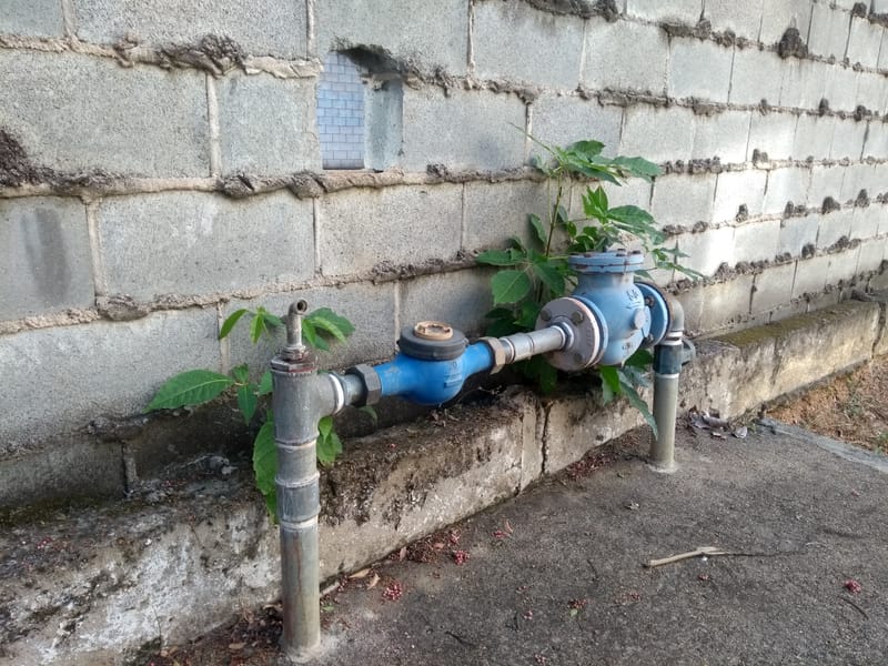 JDRDIM - ÁRVORES, RAÍZES