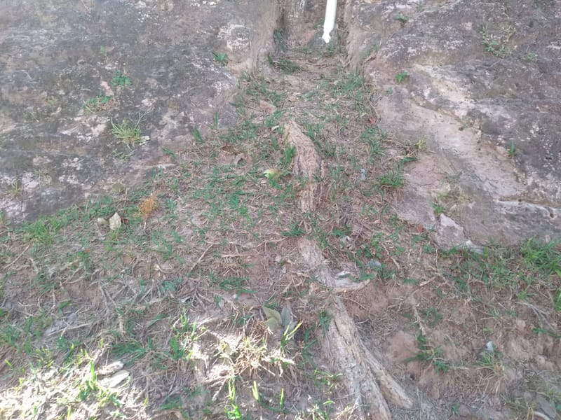 JDRDIM - ÁRVORES, RAÍZES