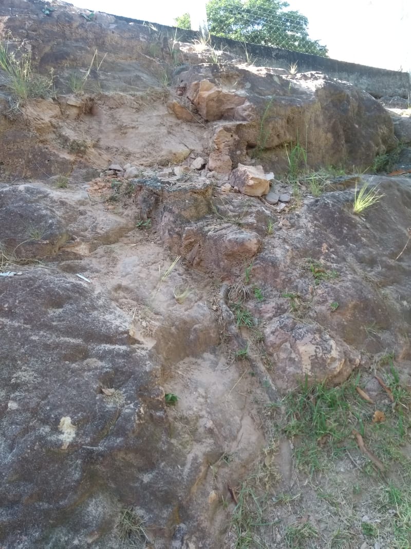 JDRDIM - ÁRVORES, RAÍZES