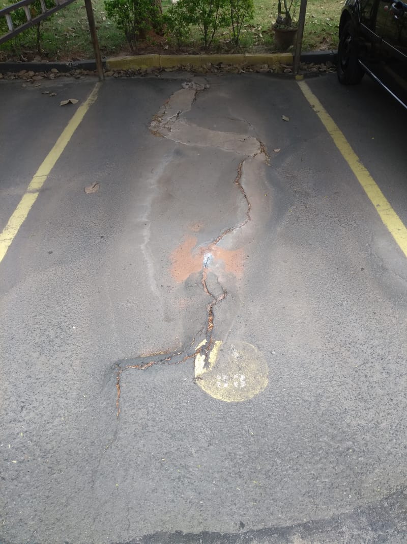 JDRDIM - ÁRVORES, RAÍZES