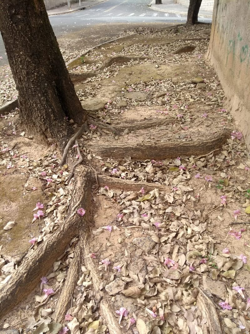 JDRDIM - ÁRVORES, RAÍZES