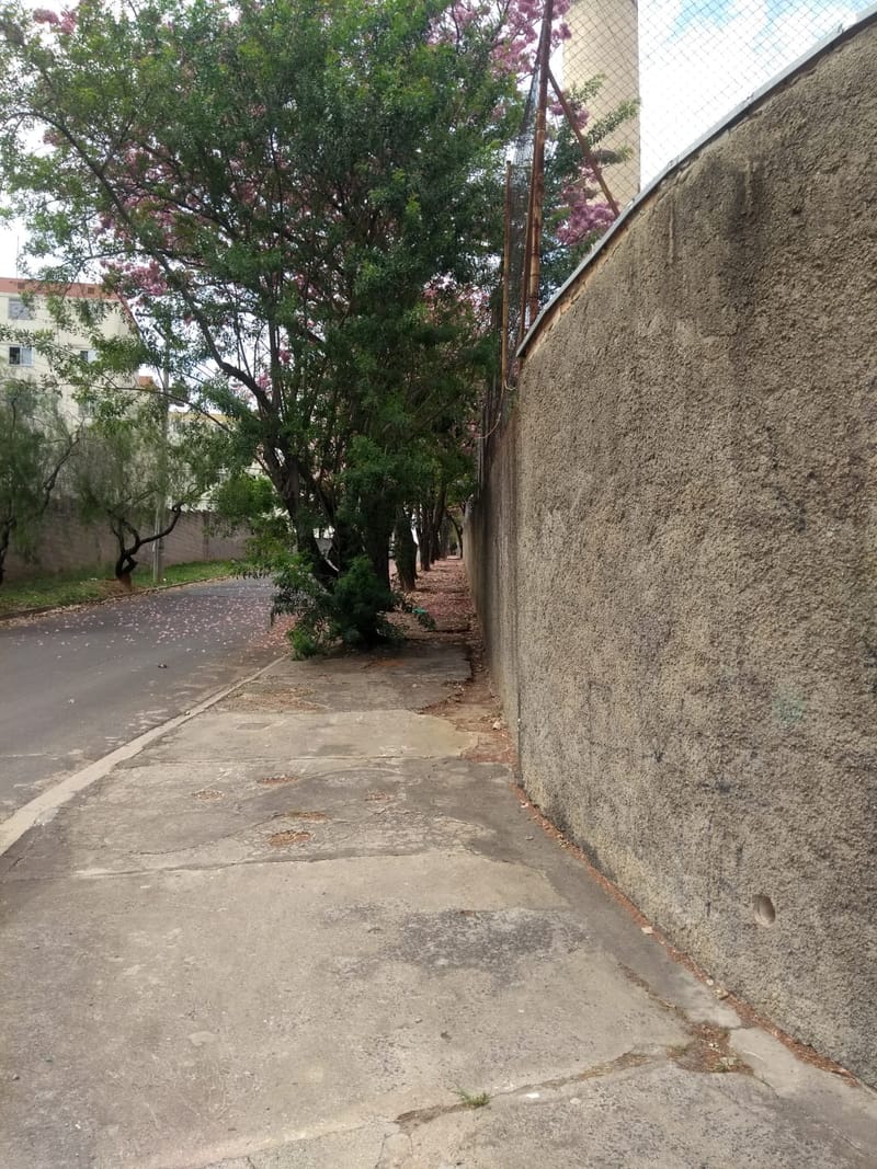 JDRDIM - ÁRVORES, RAÍZES