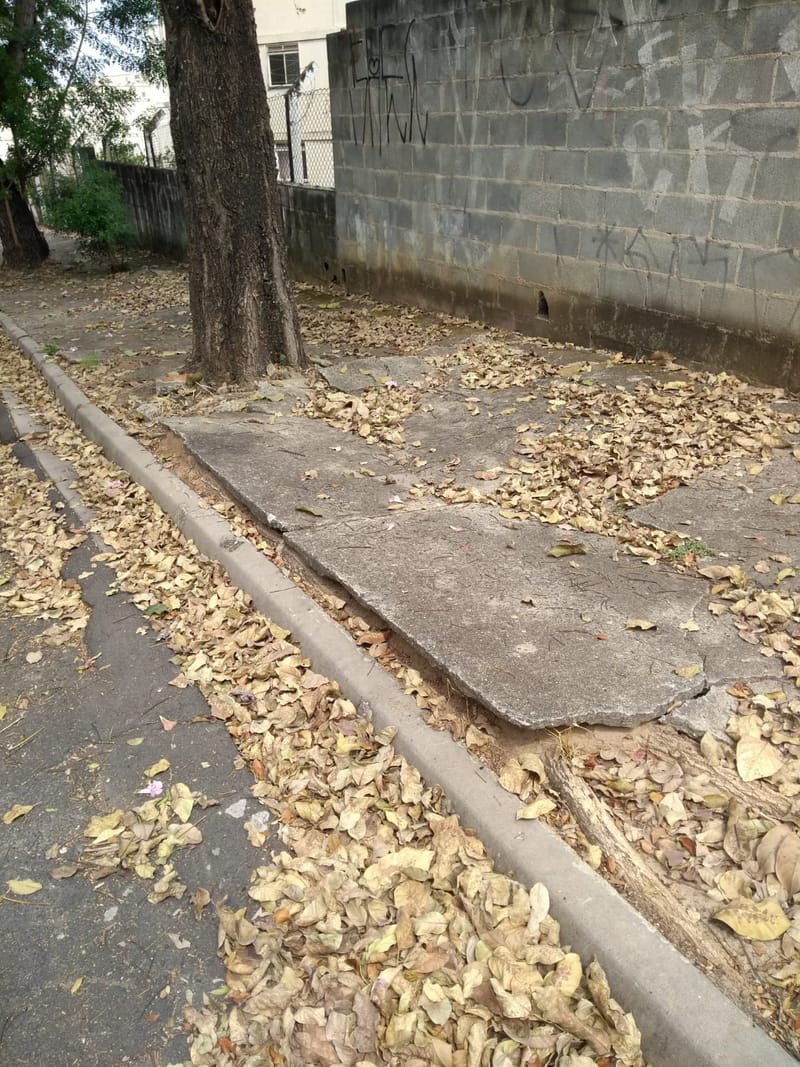 JDRDIM - ÁRVORES, RAÍZES